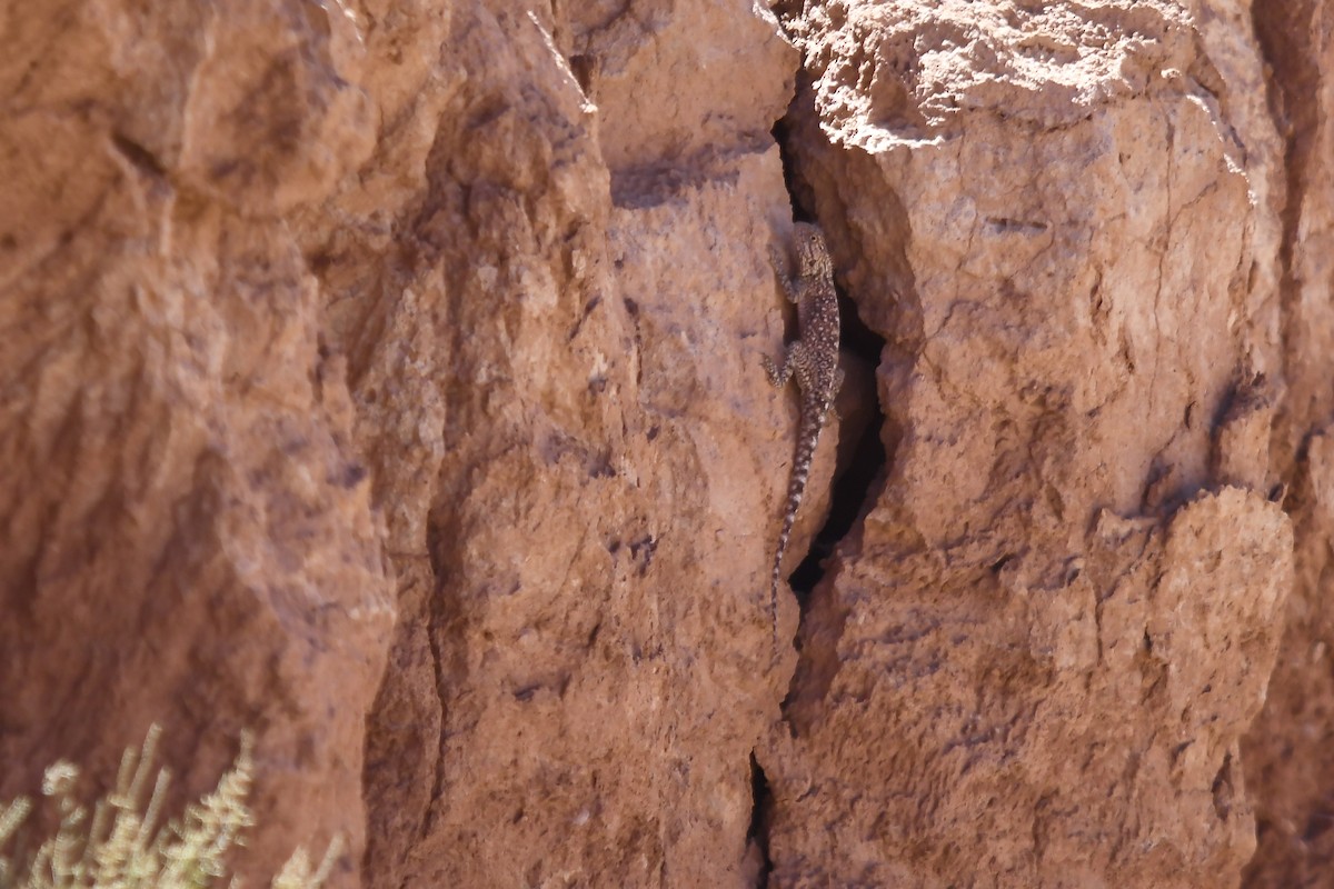 Bibron's Agama - ML646293927