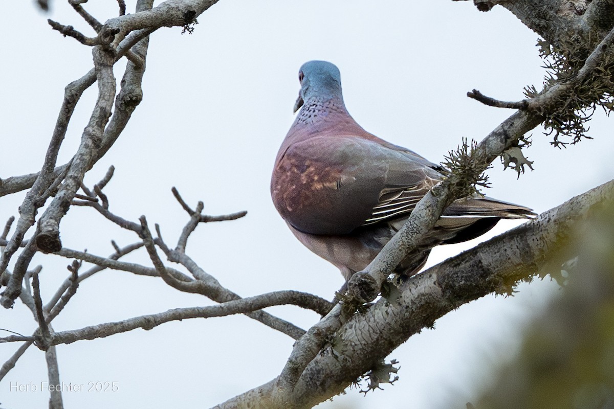 Malagasy Turtle-Dove - ML646293931
