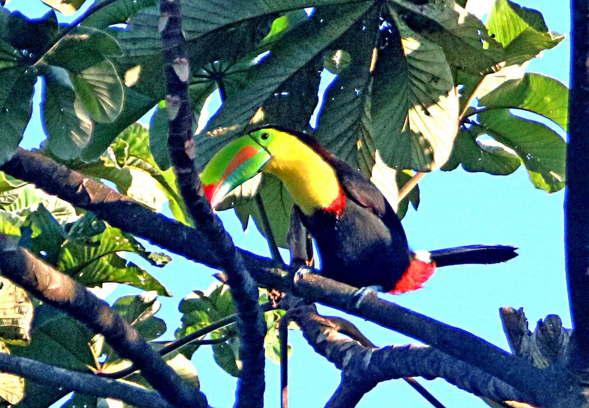 Радужный тукан - ML646293939