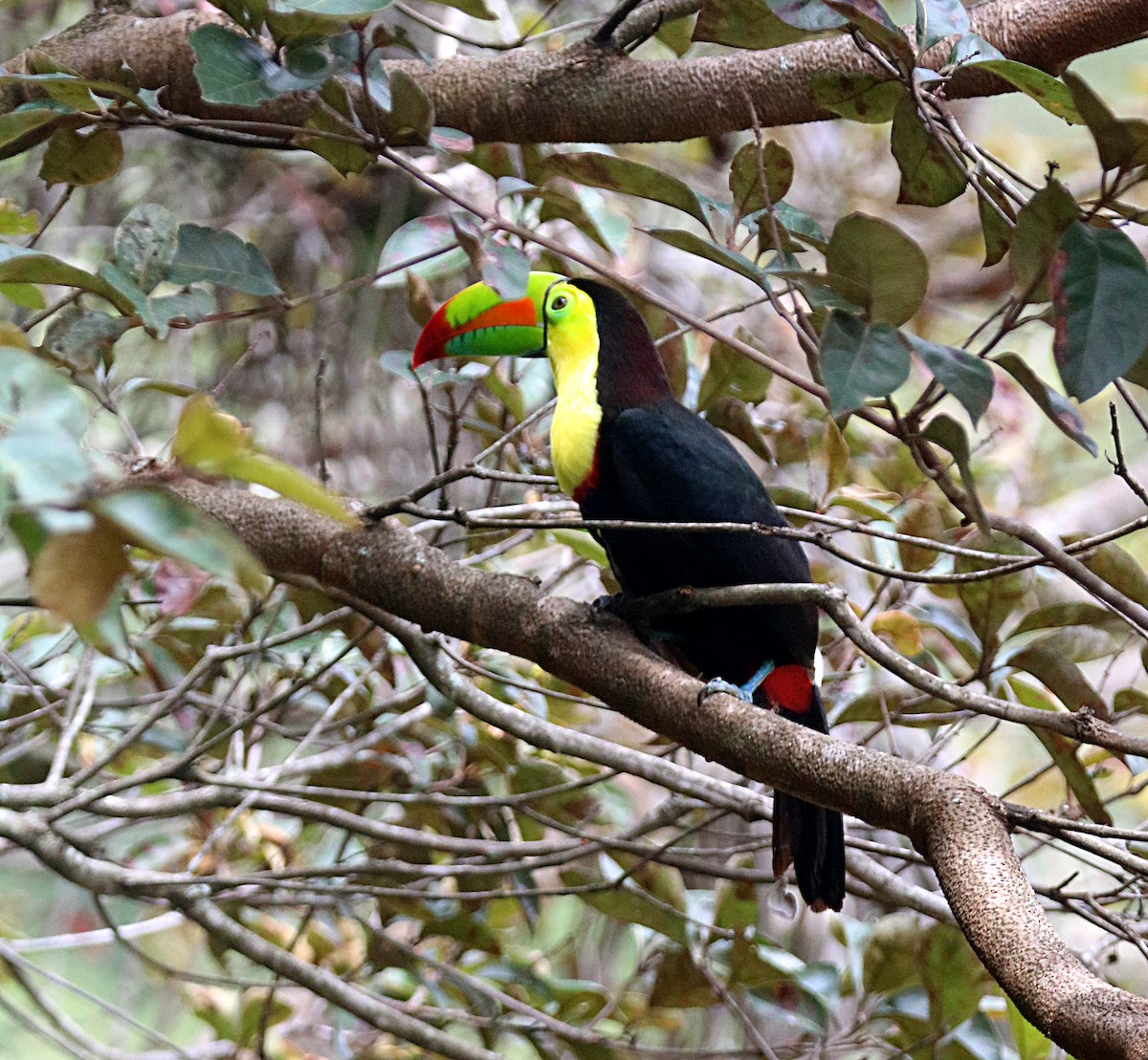 Радужный тукан - ML646293940