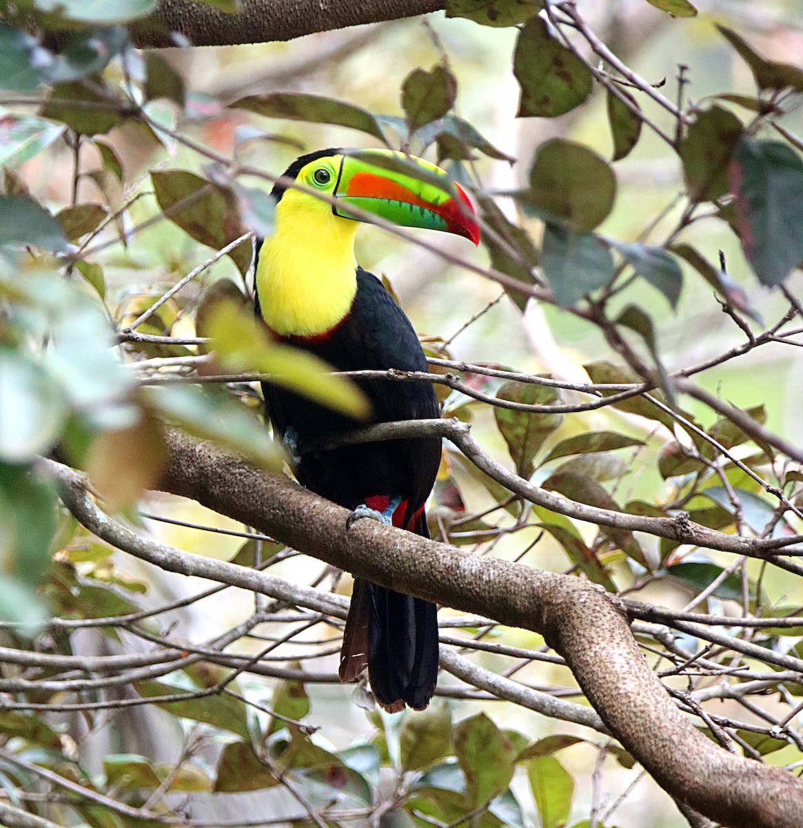 Радужный тукан - ML646293941