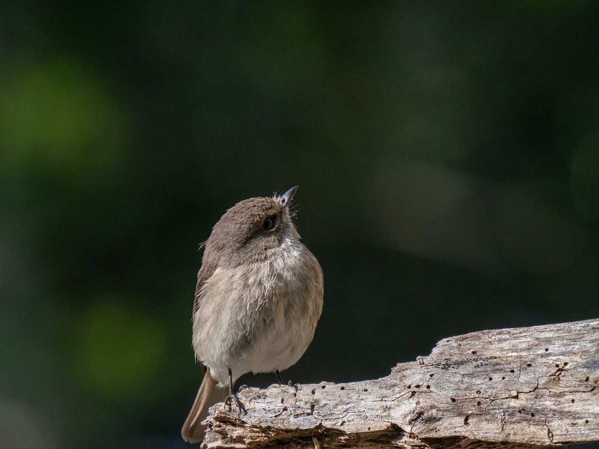 Gobemouche sombre - ML646293943