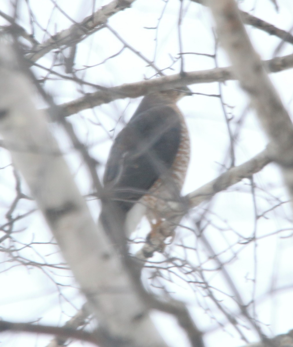 Sharp-shinned/Cooper's Hawk - ML646293944