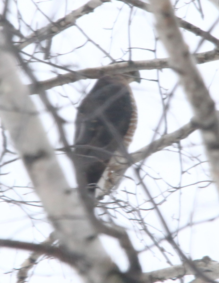 Sharp-shinned/Cooper's Hawk - ML646293945