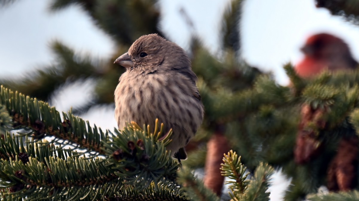 Roselin familier - ML646293946