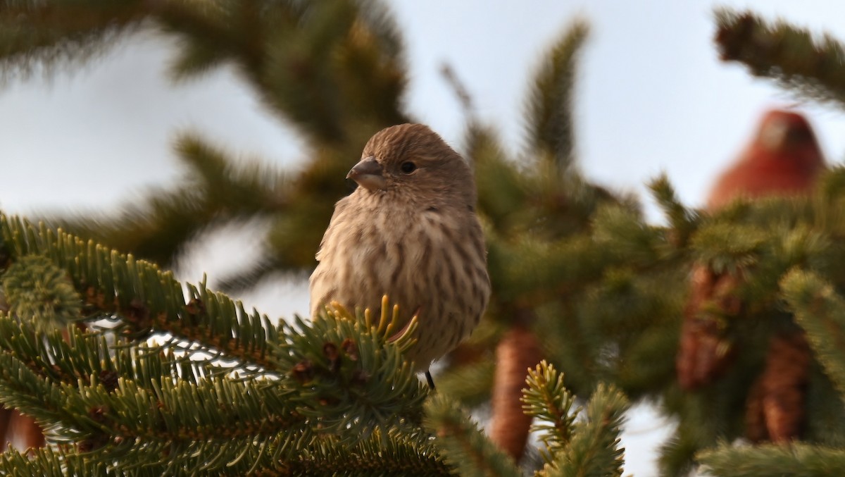 Roselin familier - ML646293947