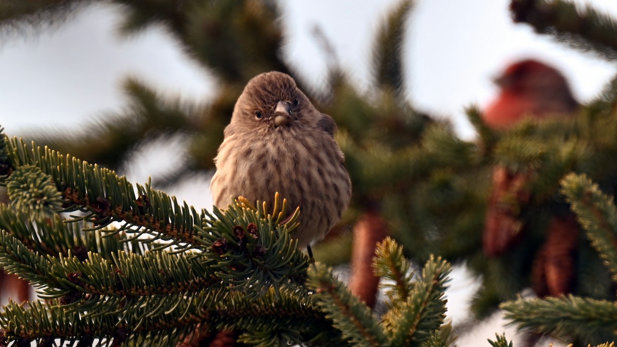 Roselin familier - ML646293948