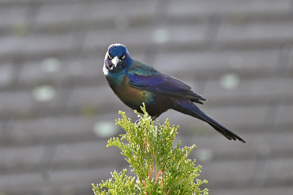Common Grackle - ML646293950