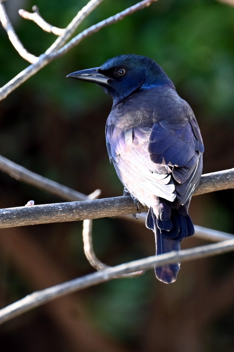 Common Grackle - ML646293951