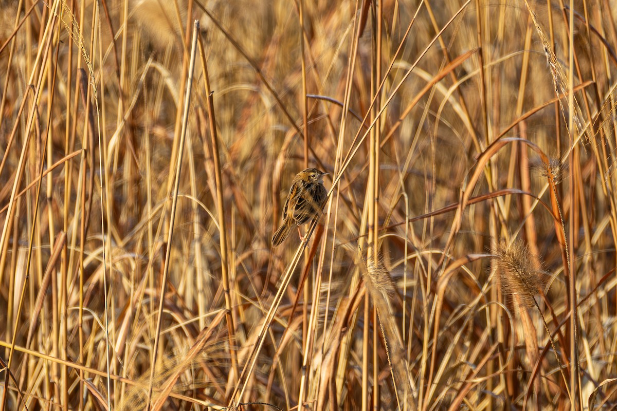 cistovník rákosníkový - ML646293955