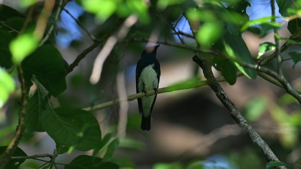Zappey's Flycatcher - ML646293961