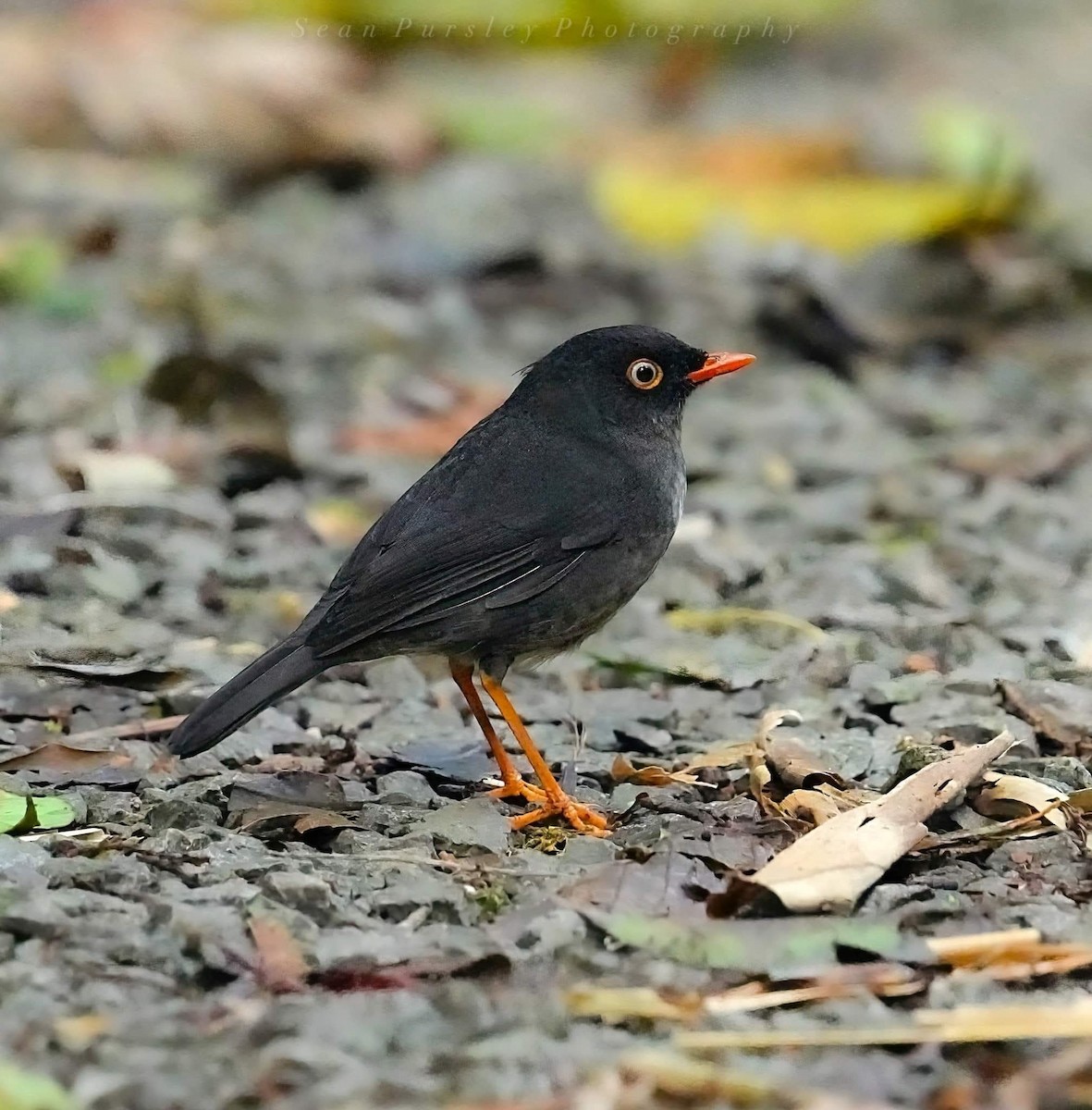 Slaty-backed Nightingale-Thrush - ML646293964