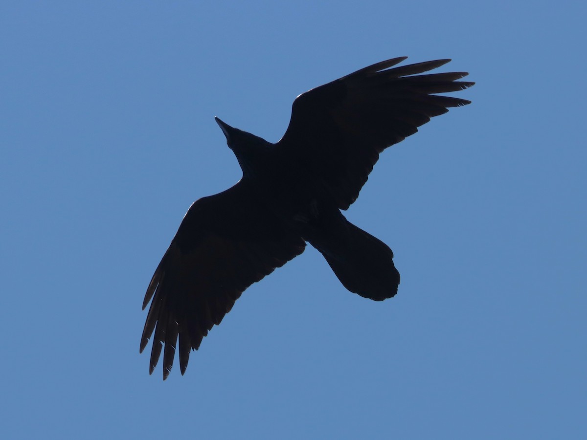 Common Raven - ML646293965