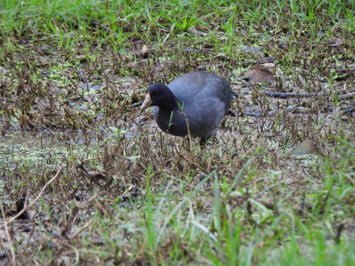 American Coot - ML646293967