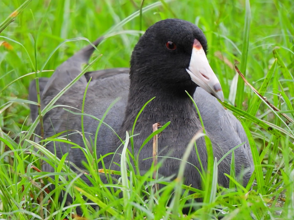 American Coot - ML646293968