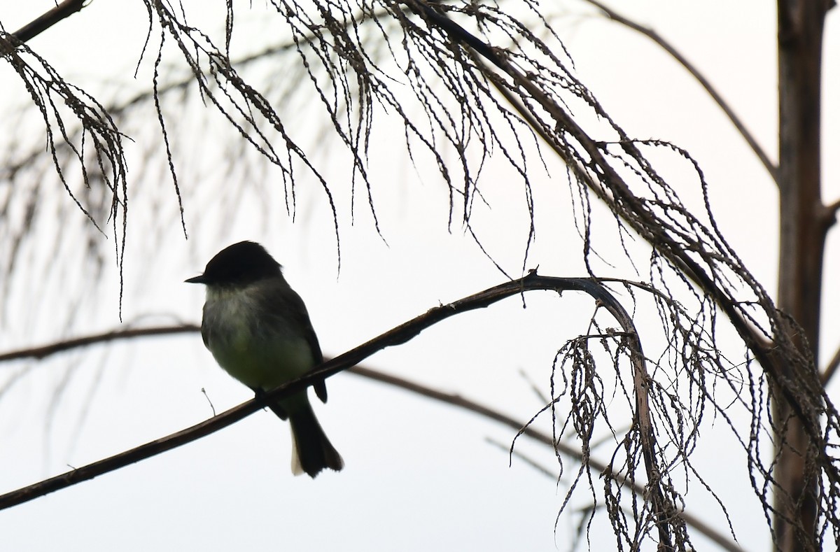 Moucherolle phébi - ML646293969