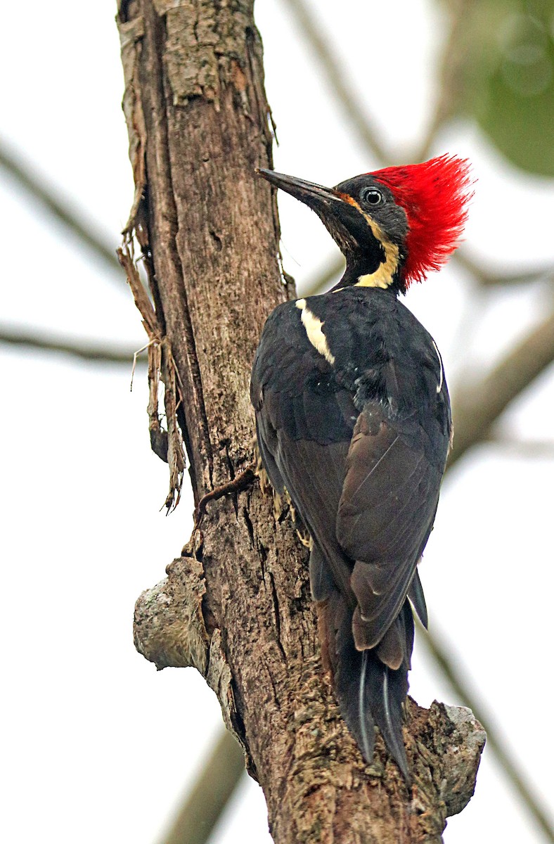 Pic ouentou - ML646293970