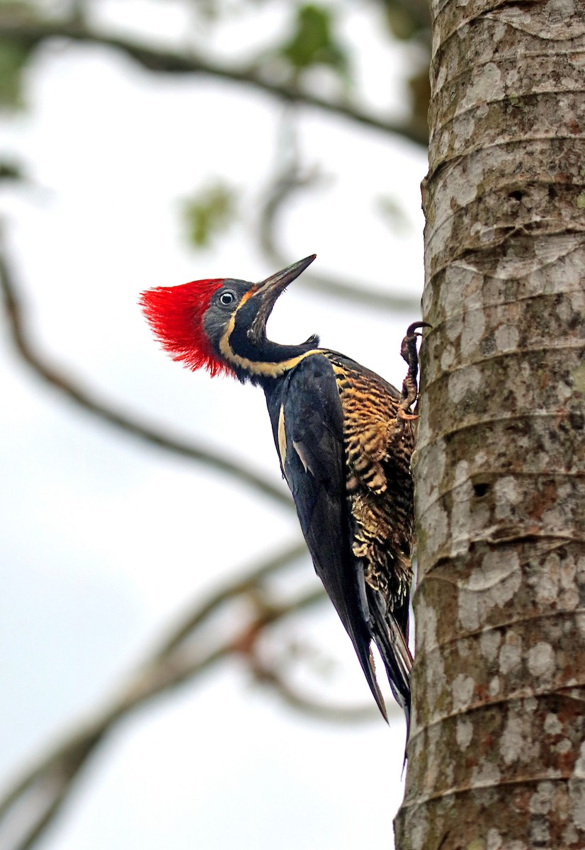 Pic ouentou - ML646293971