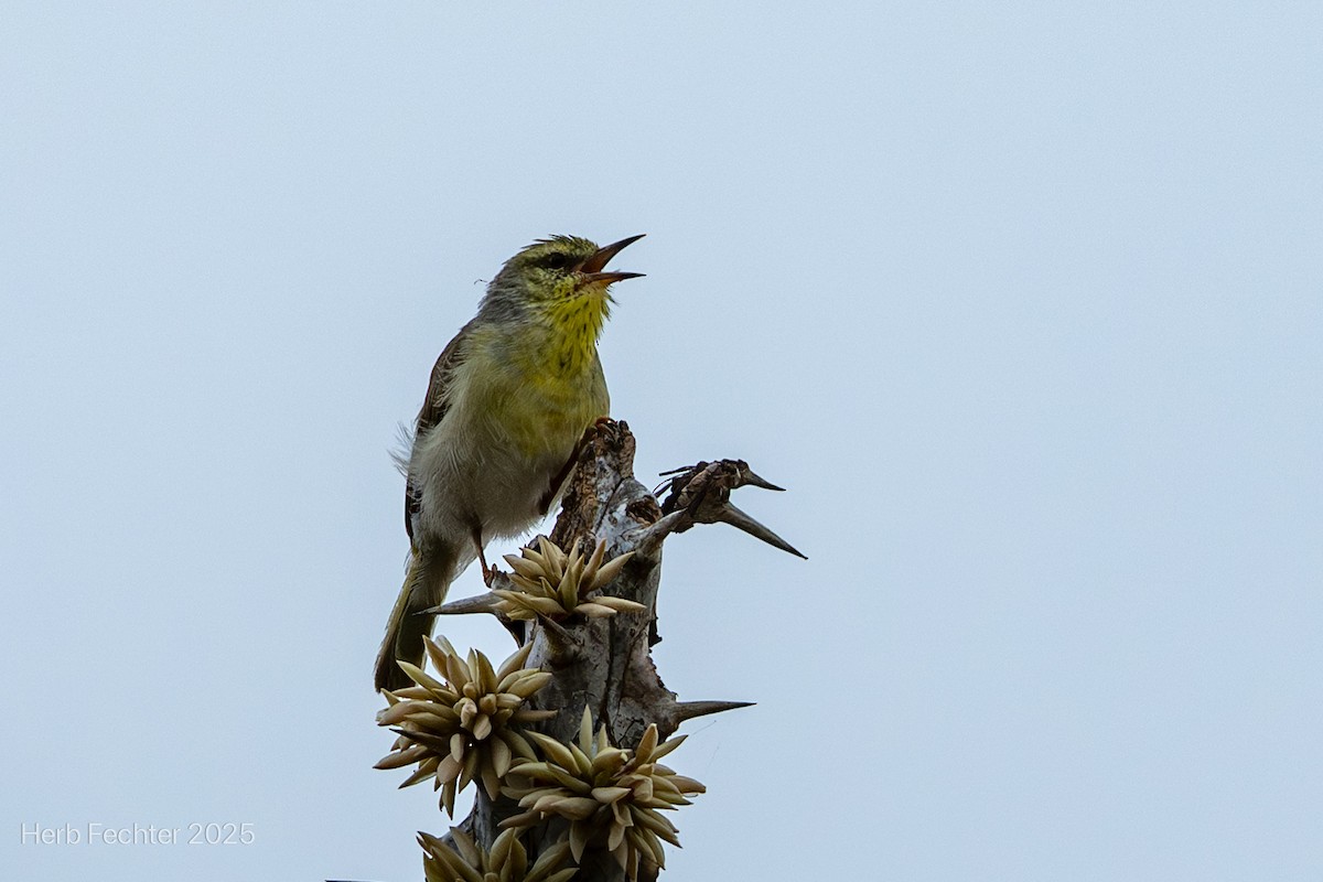 Grande Éroesse - ML646293972