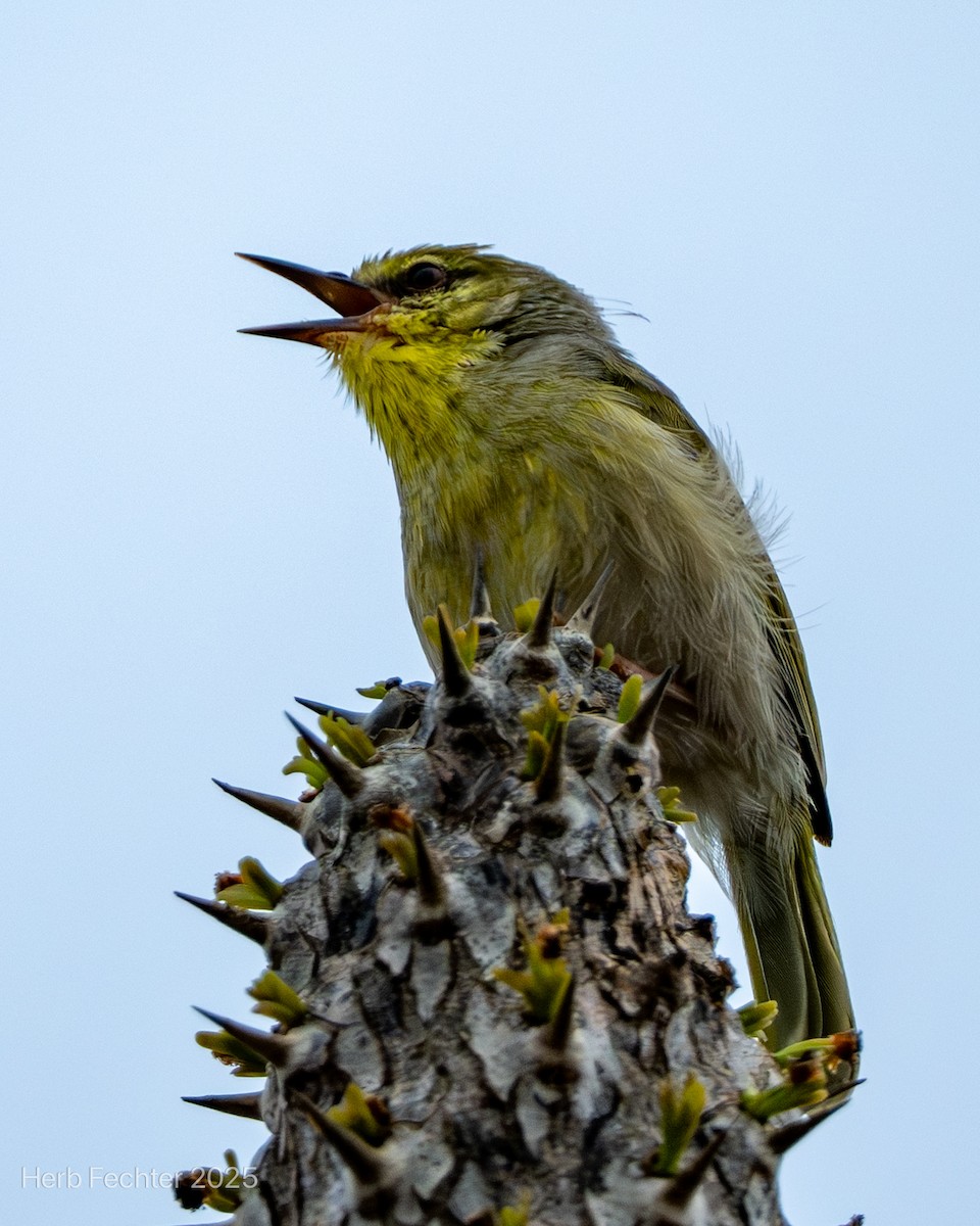 Grande Éroesse - ML646293973