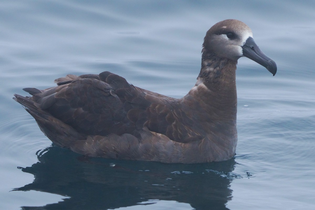 Albatros à pieds noirs - ML646293975