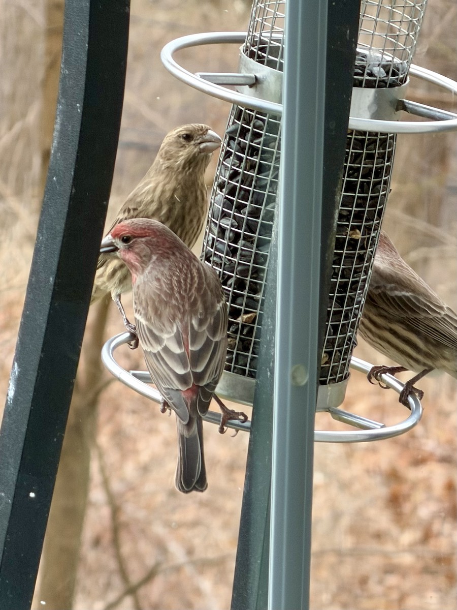 Roselin familier - ML646293976