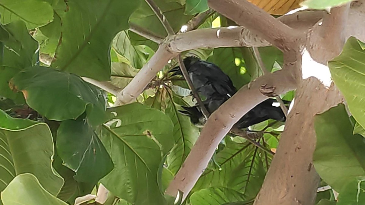 Corbeau familier - ML646293980