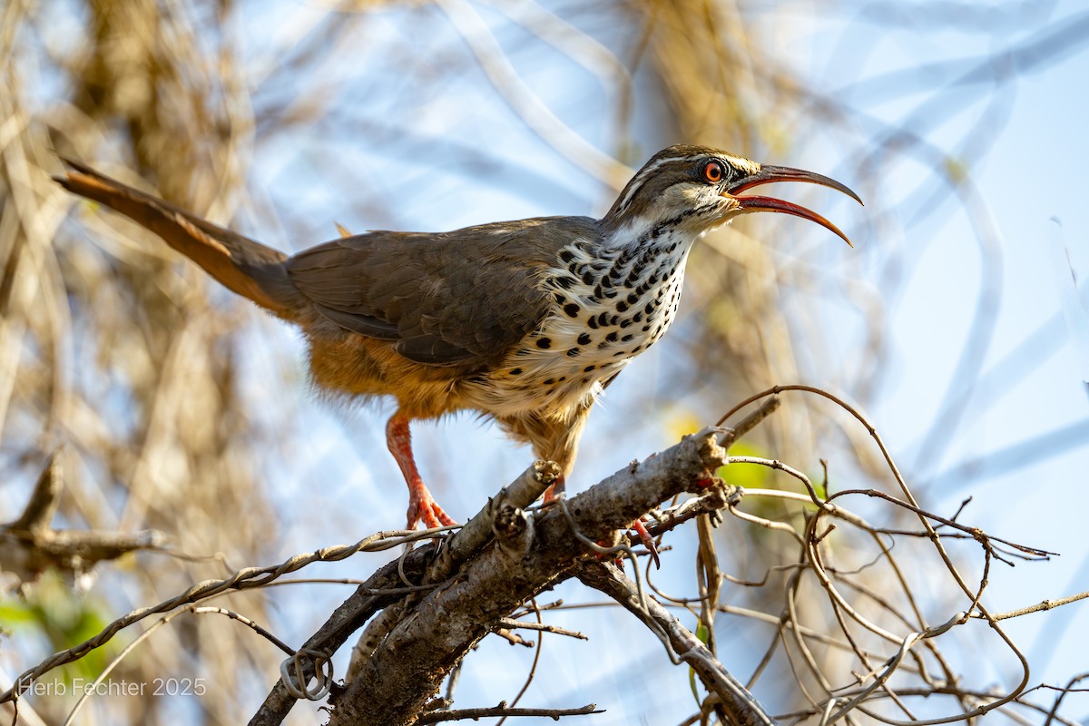 Mésite monias - ML646293981