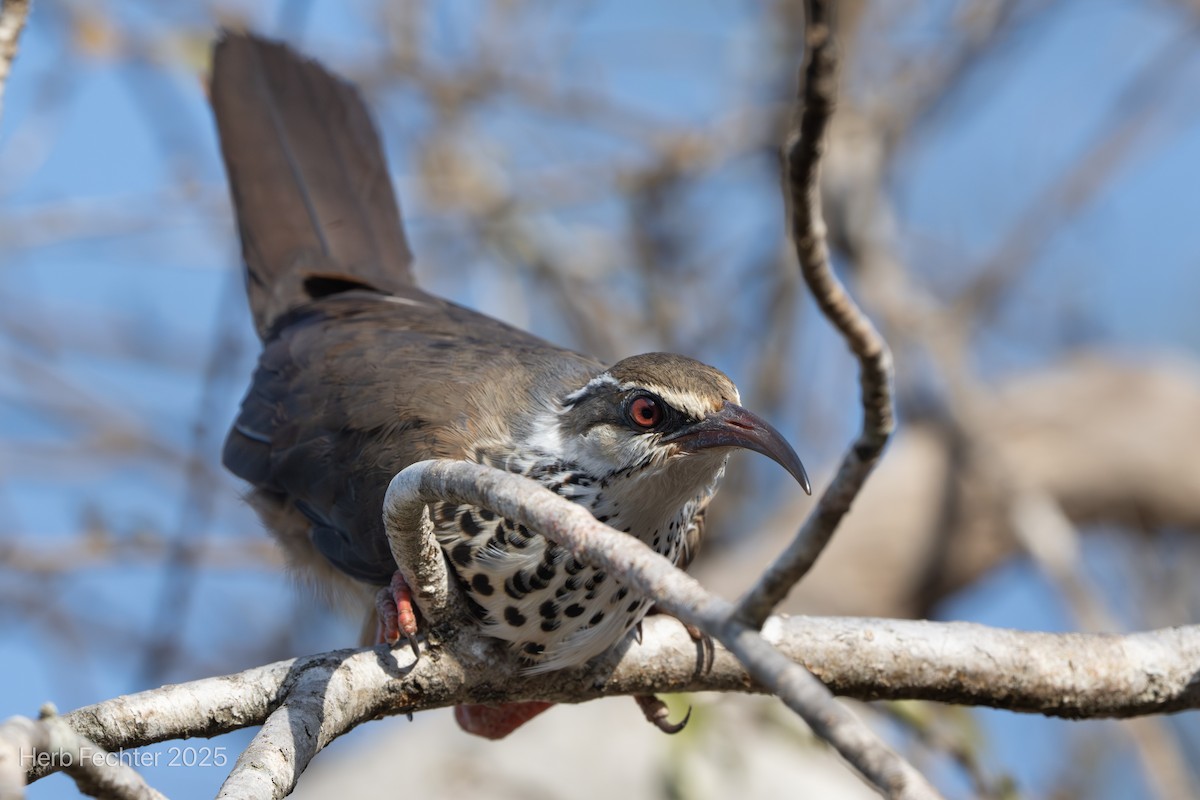 Mésite monias - ML646293982