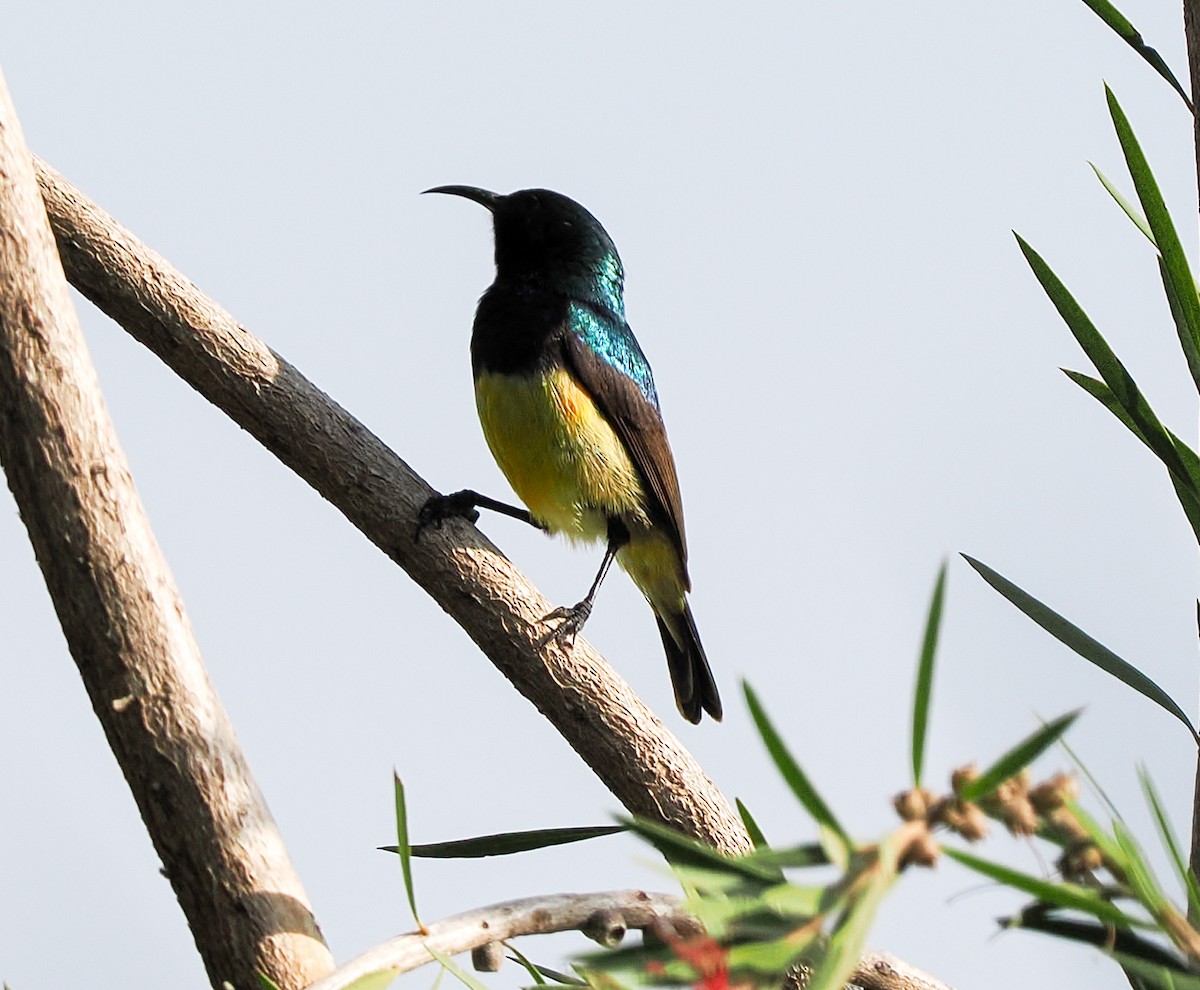 Souimanga à ventre jaune - ML646293983