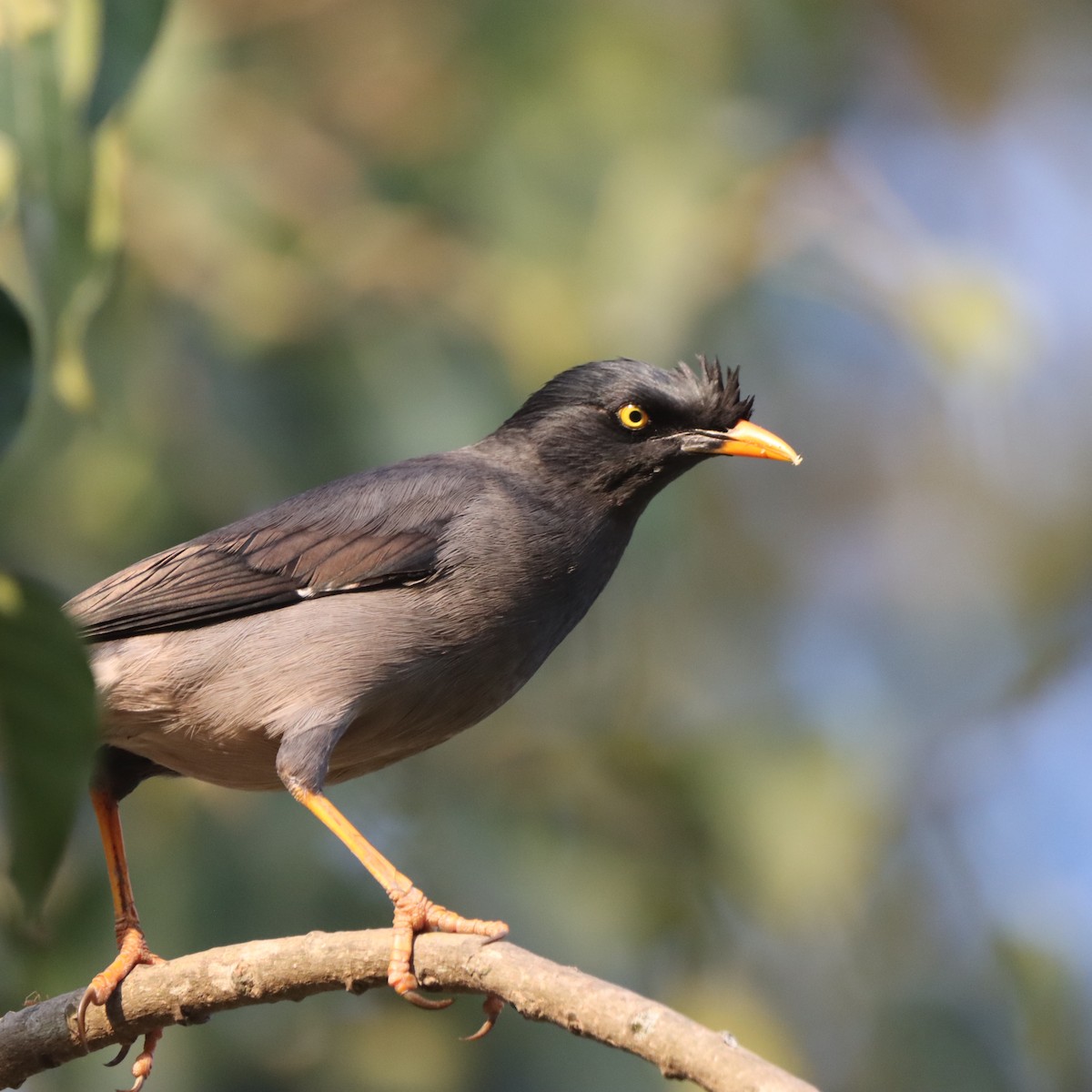 Martin forestier - ML646293984