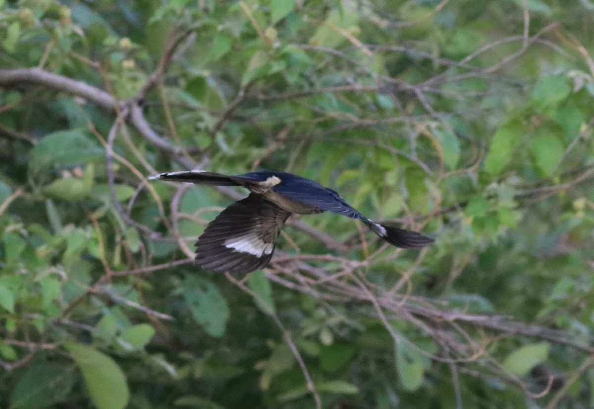 Coucou de Levaillant - ML646293985