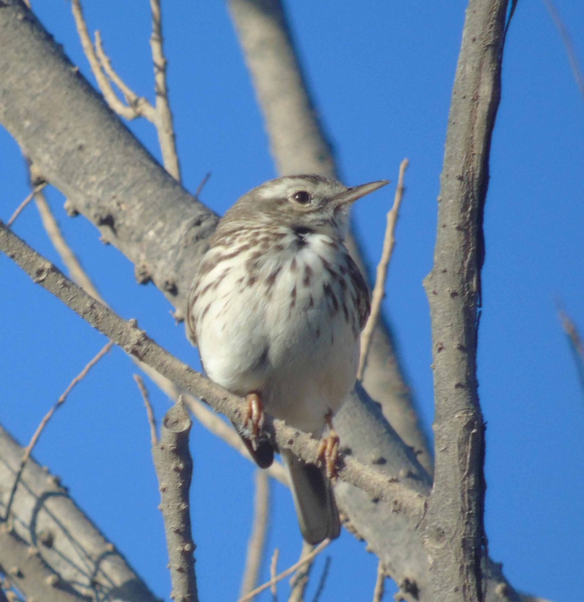 Pipit de Berthelot - ML646293987