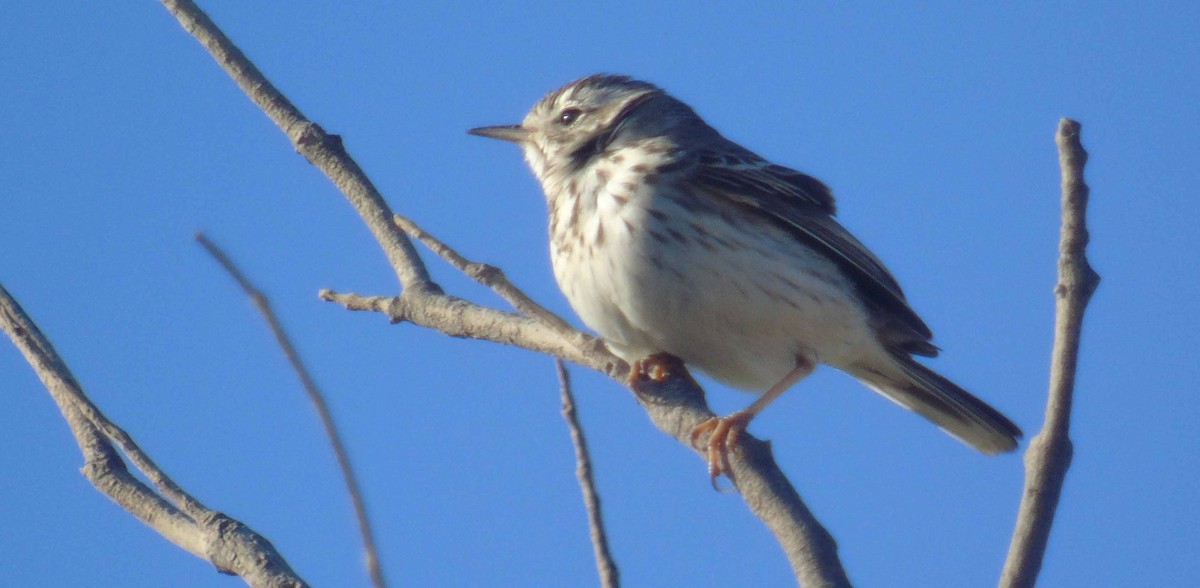 Pipit de Berthelot - ML646293988