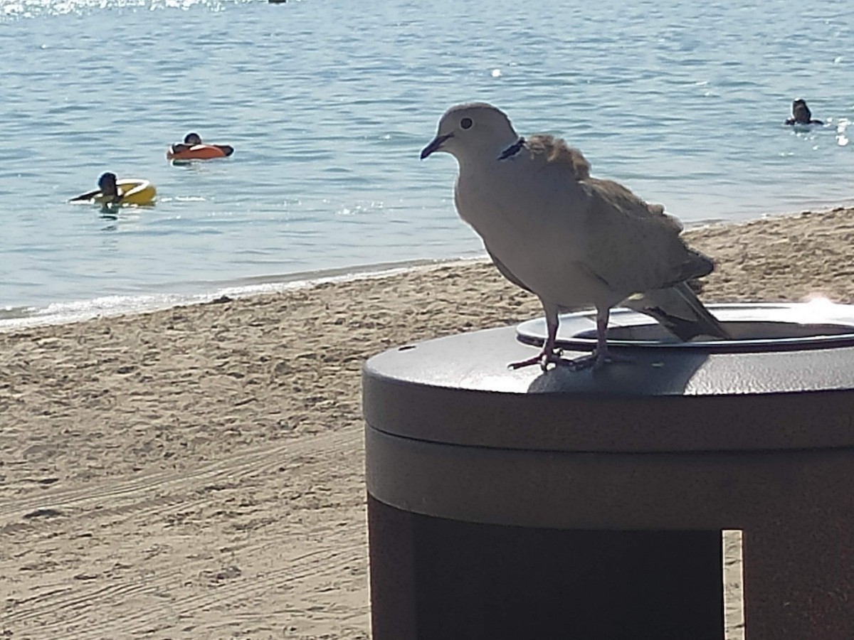 Tourterelle turque - ML646293989