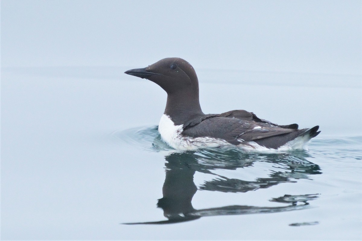 Guillemot marmette - ML646293991