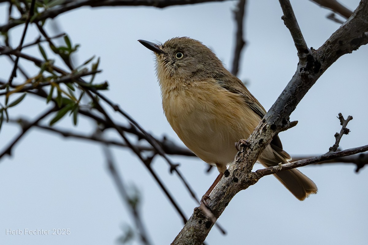 Newtonie commune - ML646293992