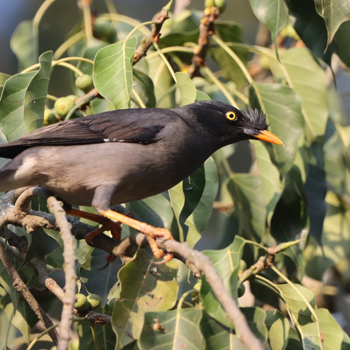 Martin forestier - ML646293995