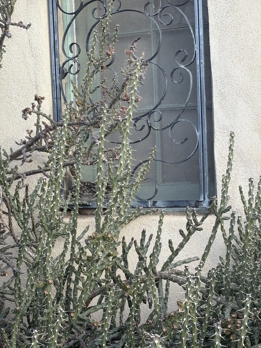 Grand Géocoucou - ML646293996