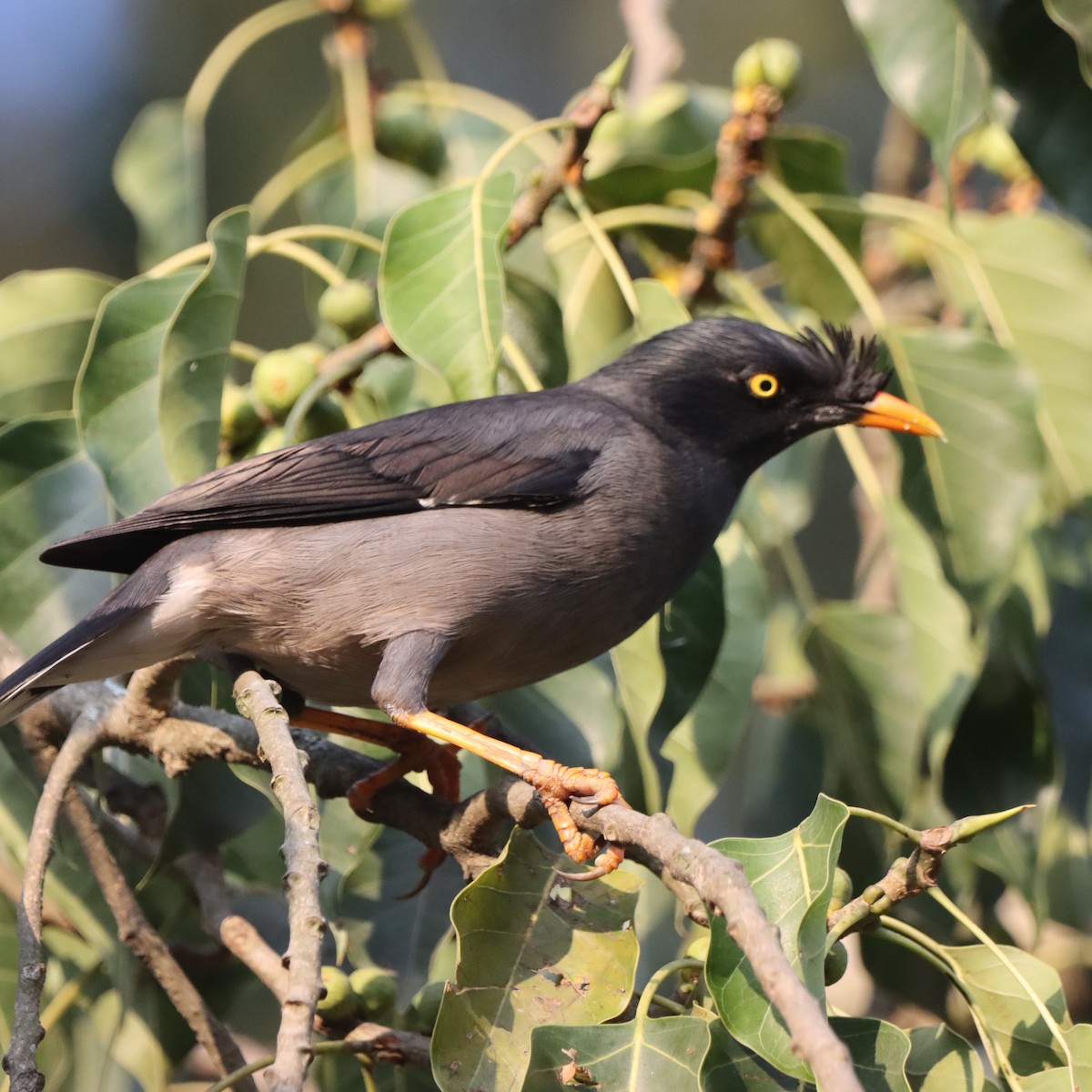 Martin forestier - ML646293998