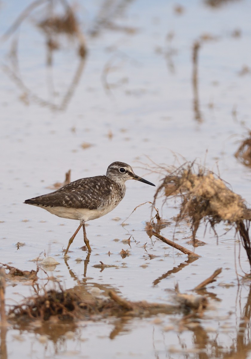 grønnstilk - ML646293999