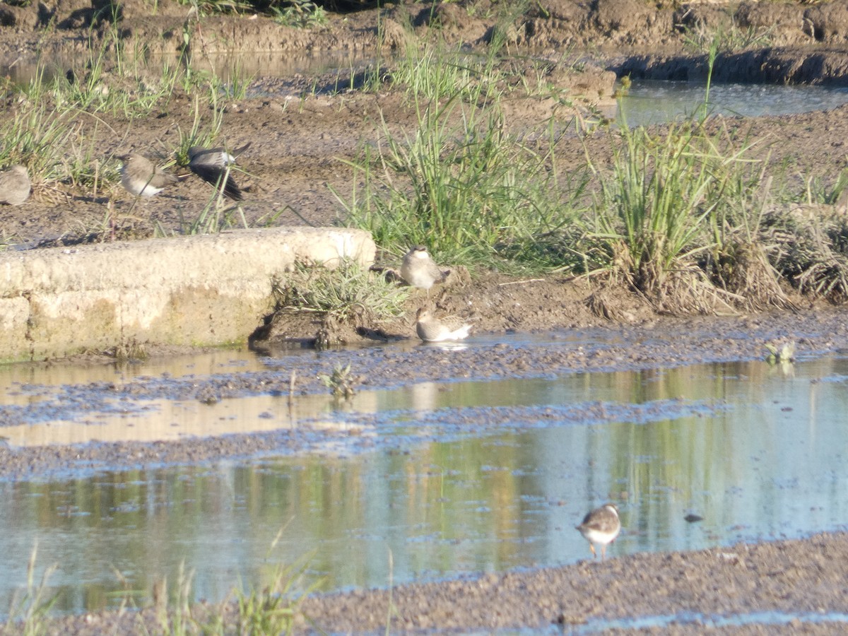 Bécasseau à poitrine cendrée - ML646294000