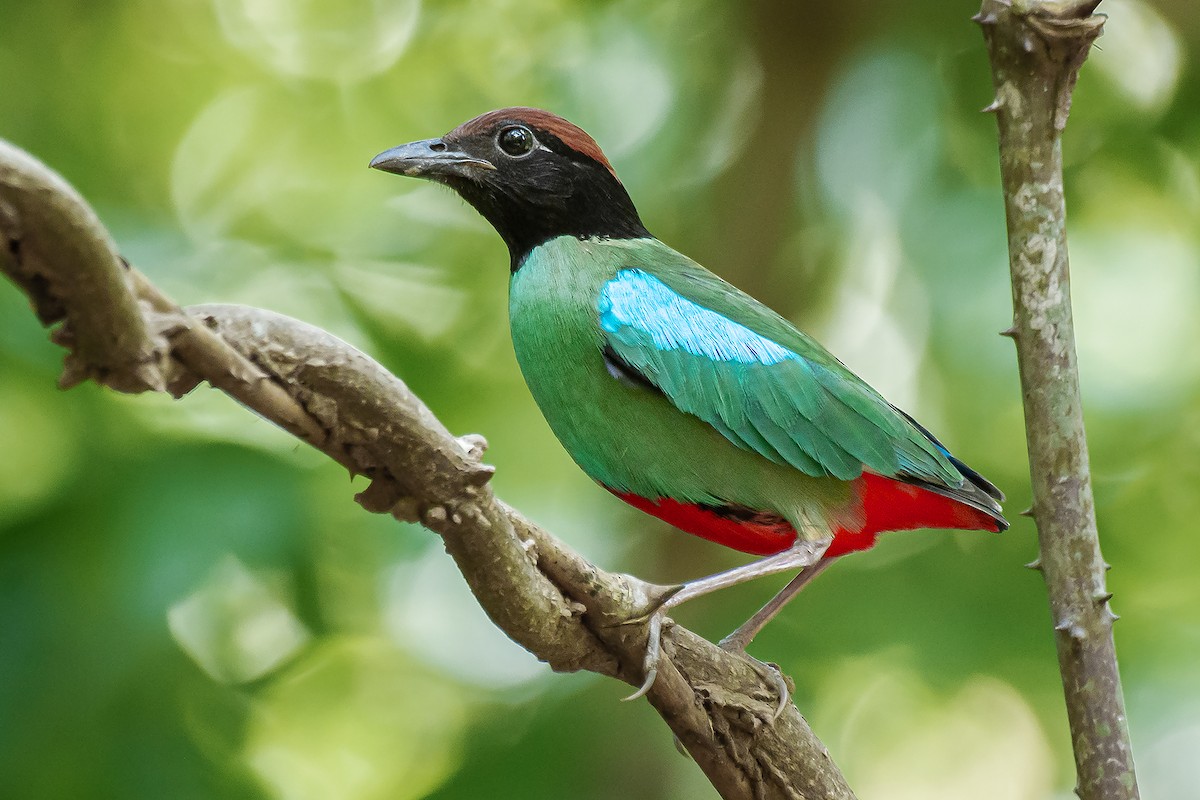 Brève à capuchon (cucullata) - ML646294003