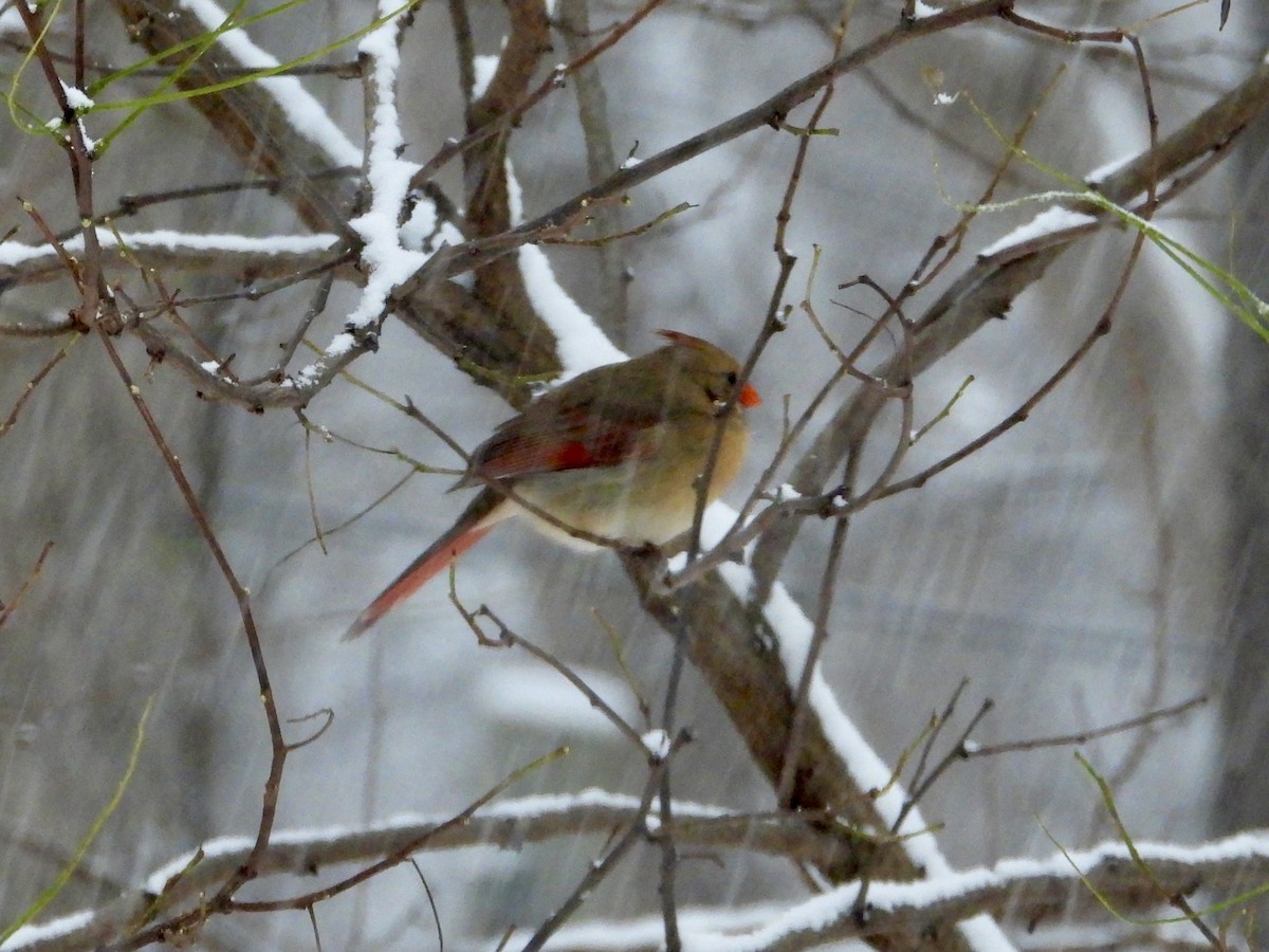 Cardinal rouge - ML646294006