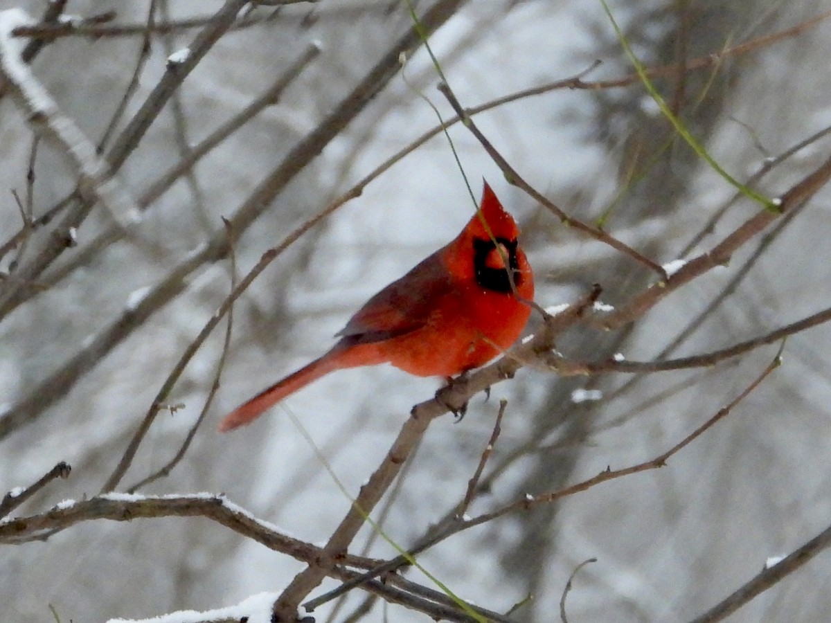 kardinál červený - ML646294007