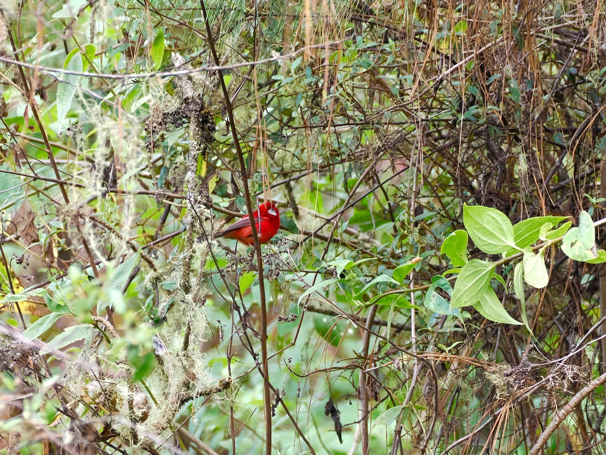 Red Warbler - ML646294008