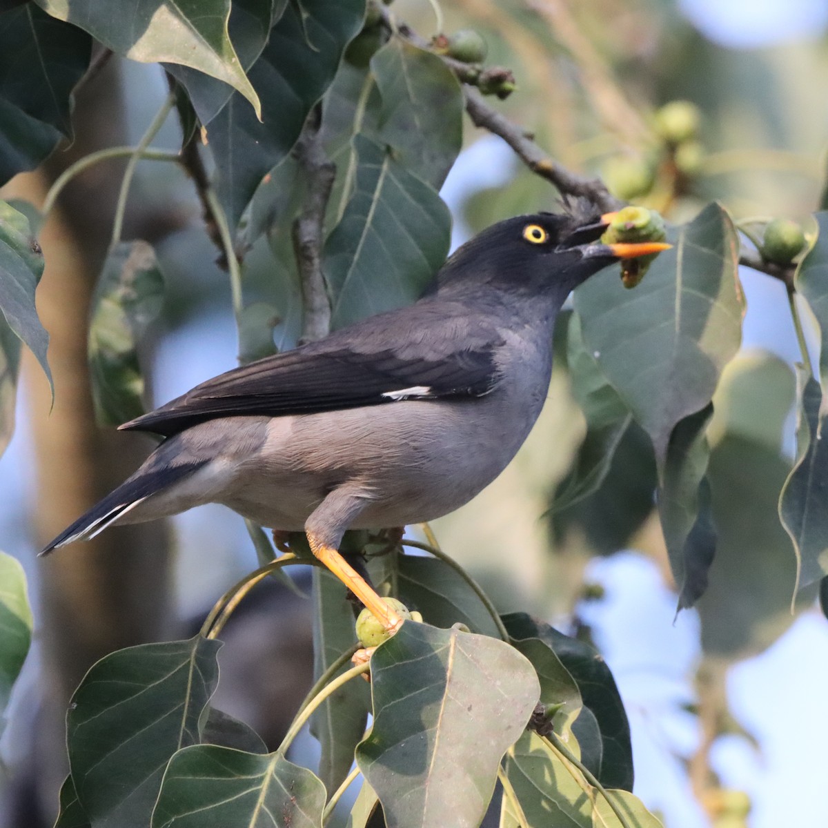 Jungle Myna - ML646294009