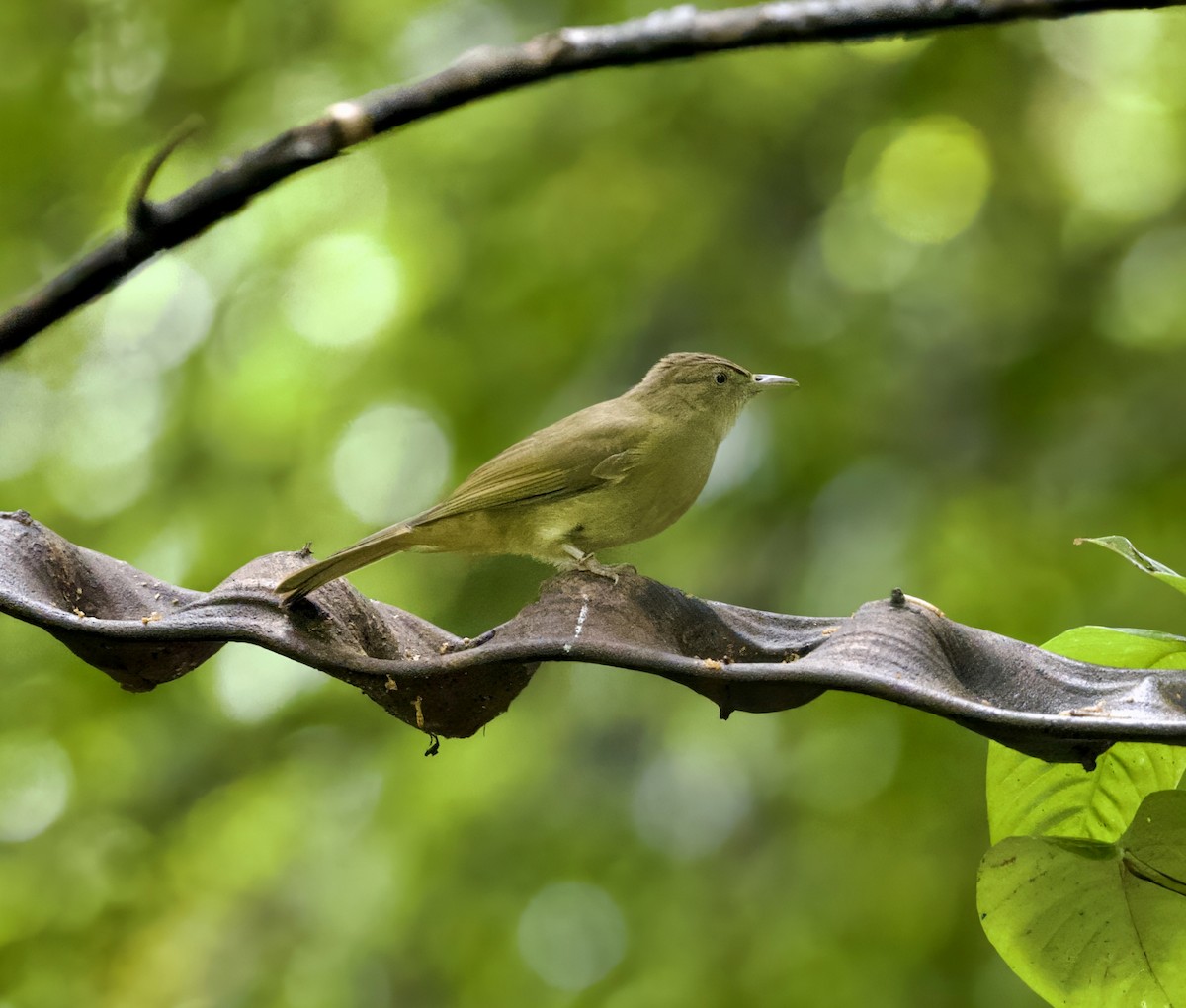 Gray-eyed Bulbul - ML646294014
