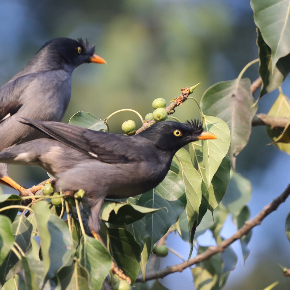 Jungle Myna - ML646294015