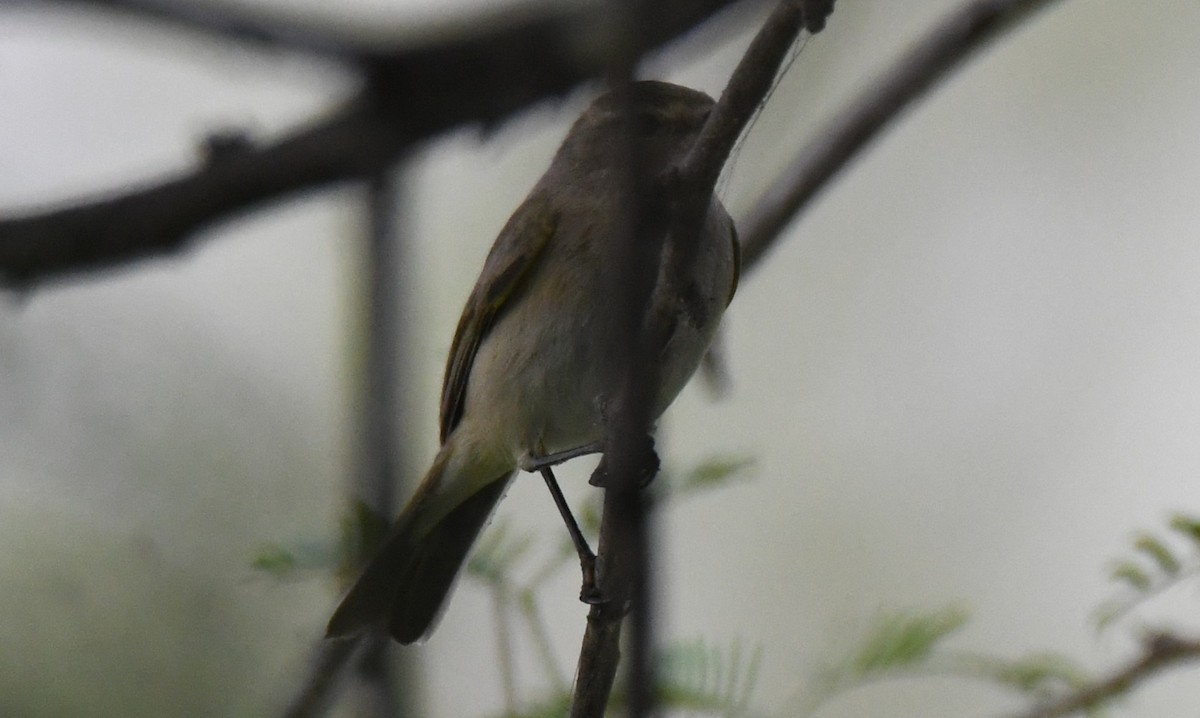 暗綠柳鶯 - ML646294016